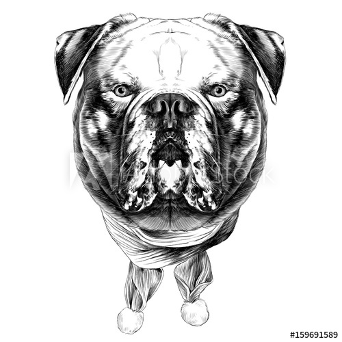 500x500 Dog Breed American Bulldog Head Into The Christmas Scarf The - American Bulldog Sketch