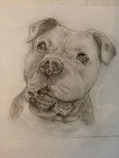 236x314 American Bulldog, Dog Breed - American Bulldog Sketch