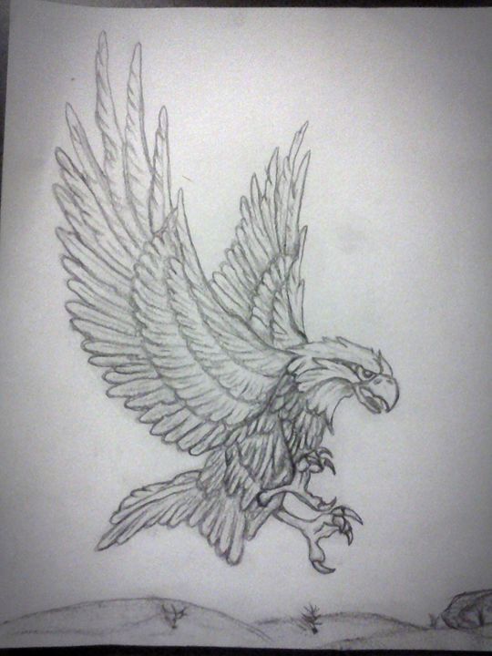 540x720 American Eagle. - American Eagle Sketch