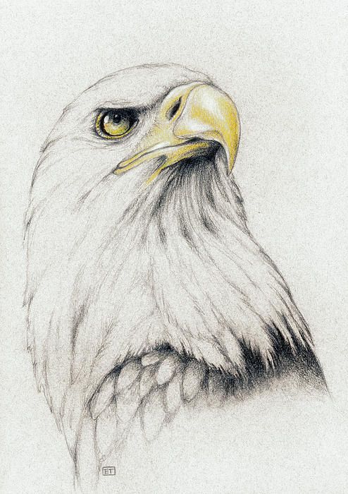 494x700 Bald Eagle Drawing Tats Amp Piercings Ink Models - American Eagle Sketch