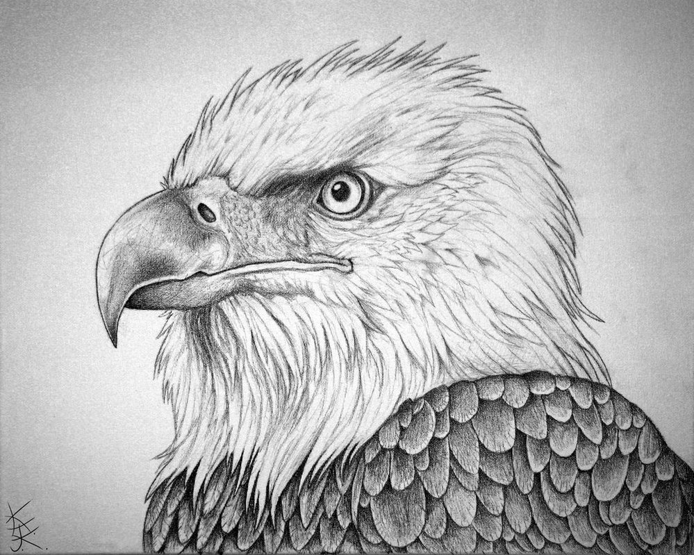 999x799 Bald Eagle Clipart Easy Draw - American Eagle Sketch