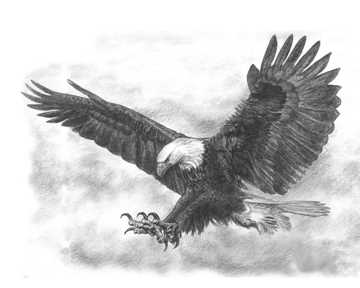 American Eagle Sketch at PaintingValley.com | Explore collection of ...