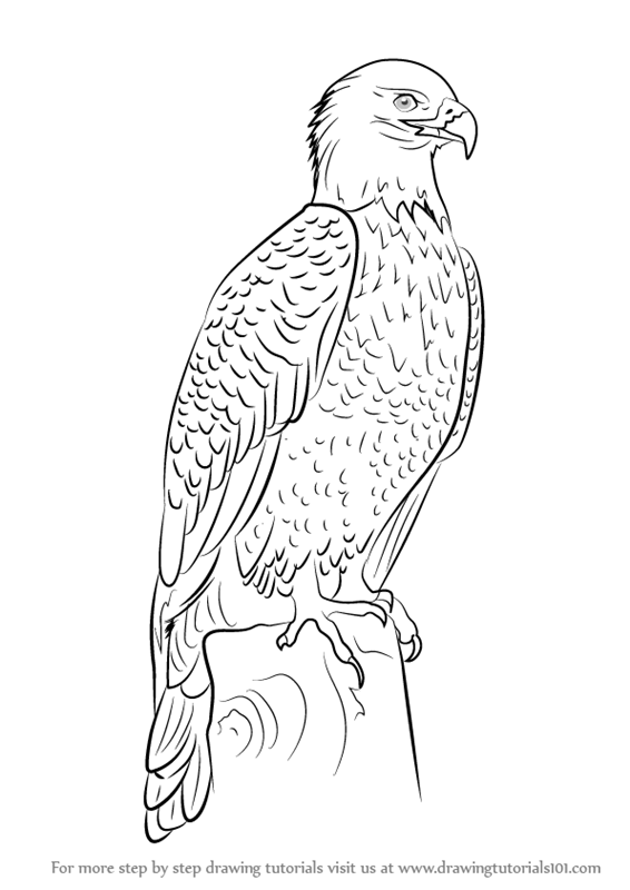 566x800 Learn How To Draw Bald Eagle Full Body (Bird Of Prey) Step By Step - American Eagle Sketch