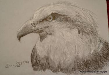 375x258 Soaring American Bald Eagle Drawing By Anahita Sukhija Saatchi Art - American Eagle Sketch