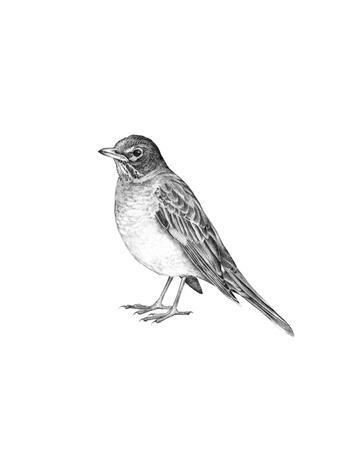 338x450 American Robin Premium Giclee Print By Jane Kim - American Robin Sketch