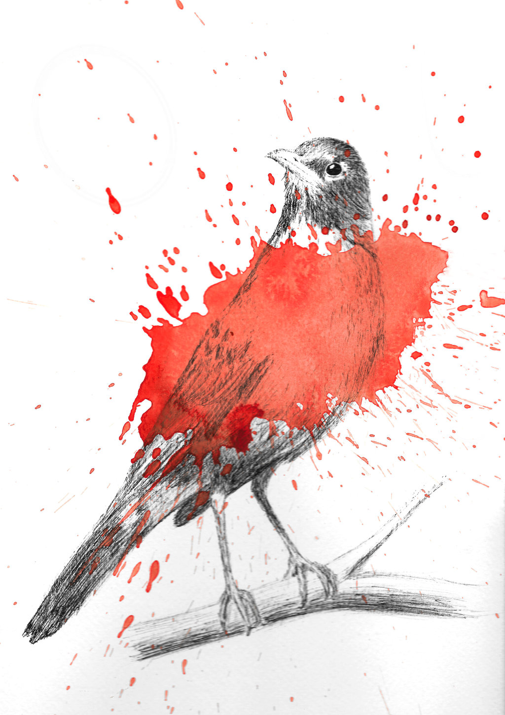 1024x1449 American Robin By Adlaya - American Robin Sketch