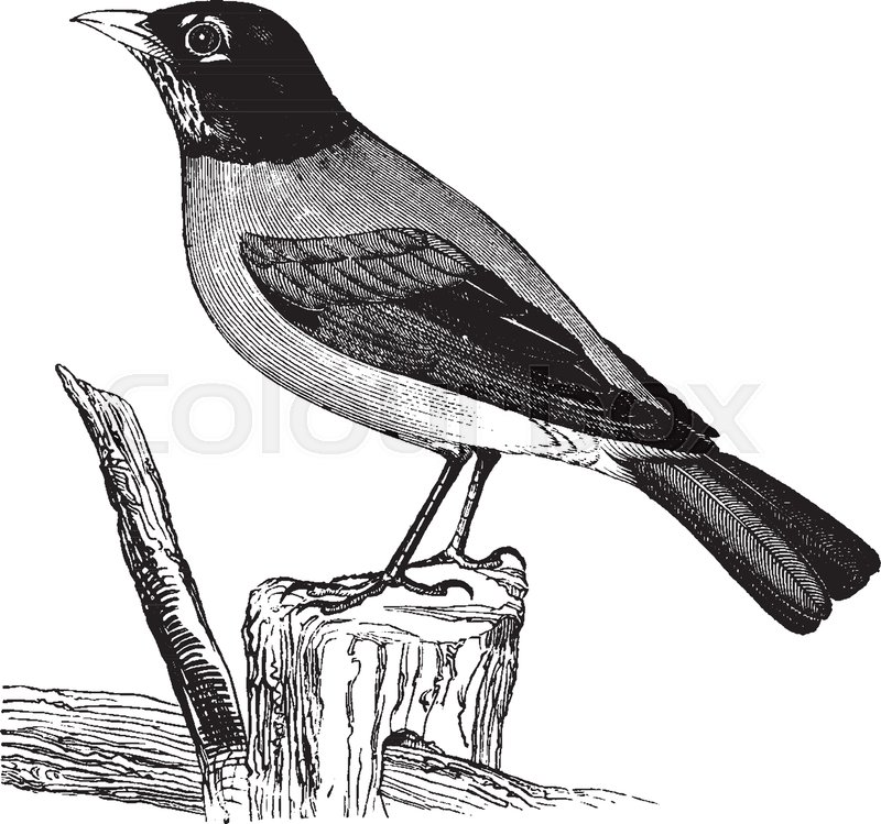 800x749 American Robin Feeds On Small Insects And Various Berries, Vintage - American Robin Sketch