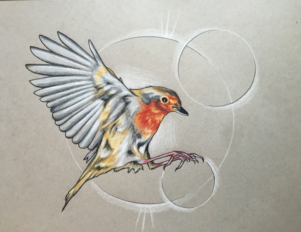 1000x771 American Robin Original Sketch Mr. Prvrt - American Robin Sketch