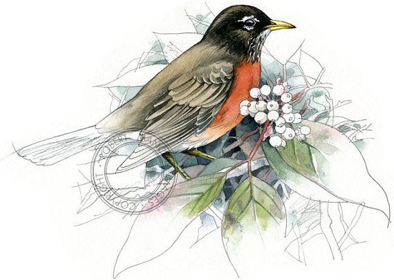 570x406 American Robin Watercolour - American Robin Sketch