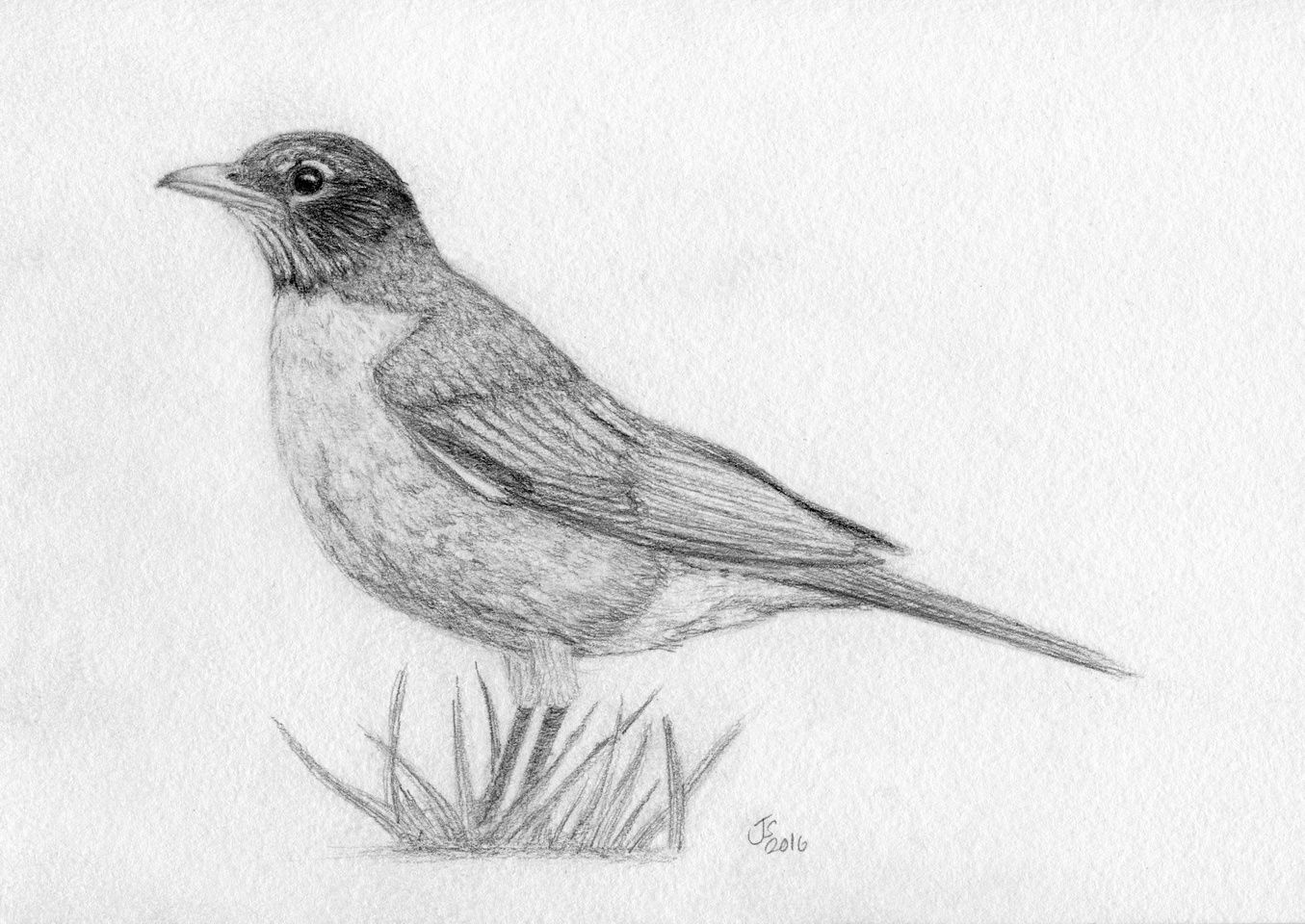 1355x960 American Robin. Graphite, 5x8. - American Robin Sketch