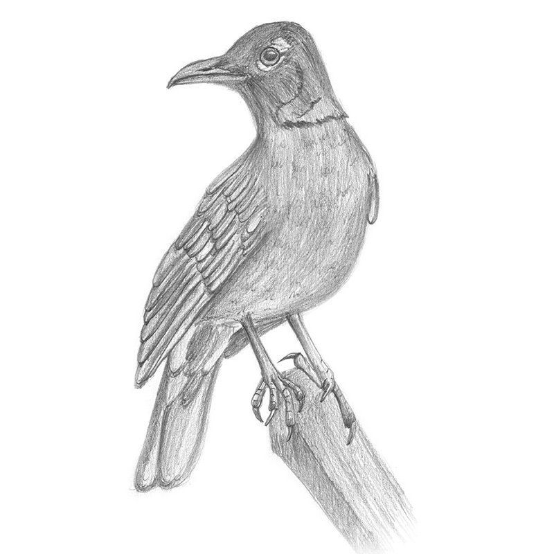800x800 American Robin Pencil Drawing - American Robin Sketch