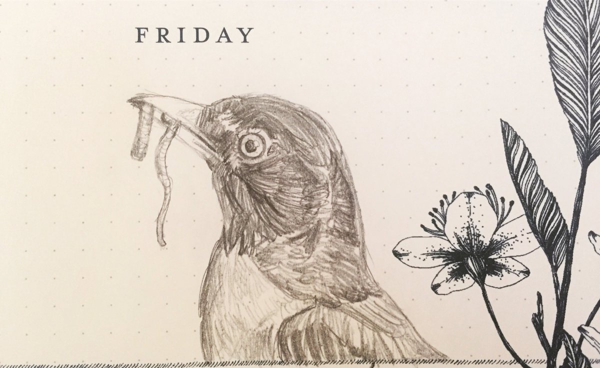 1200x736 Andrew On Twitter American Robin All The Rain Lately Means - American Robin Sketch