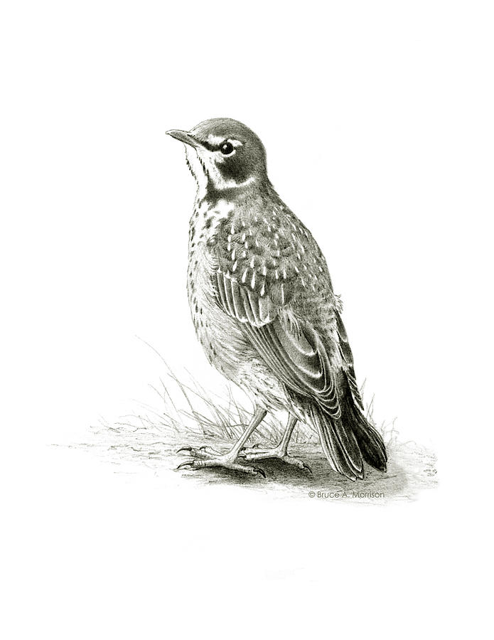695x900 Immature American Robin Drawing By Bruce Morrison - American Robin Sketch