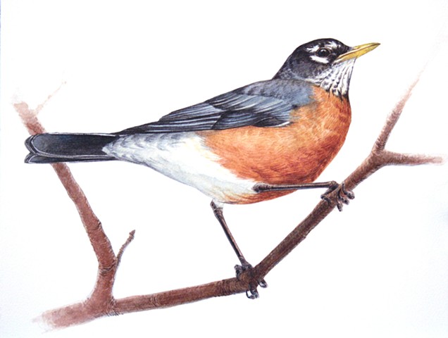 American Robin Sketch at PaintingValley.com | Explore collection of ...