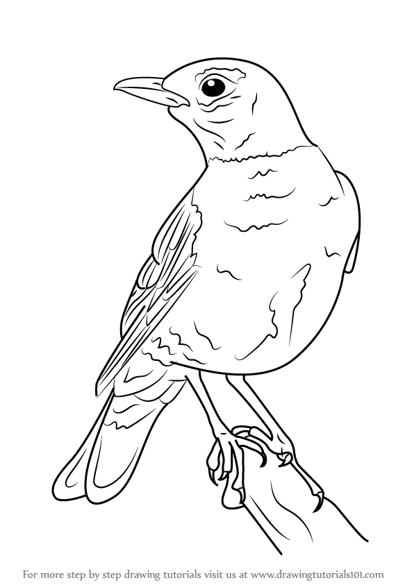 596x843 Learn How To Draw An American Robin (Birds) Step By Step Drawing - American Robin Sketch
