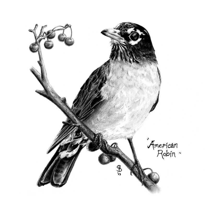 800x800 Pencil Drawings Sean Blackford Art - American Robin Sketch