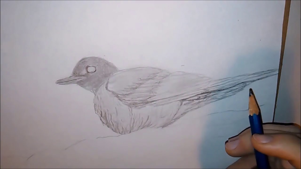 1280x720 Quick Sketch Of An American Robin - American Robin Sketch