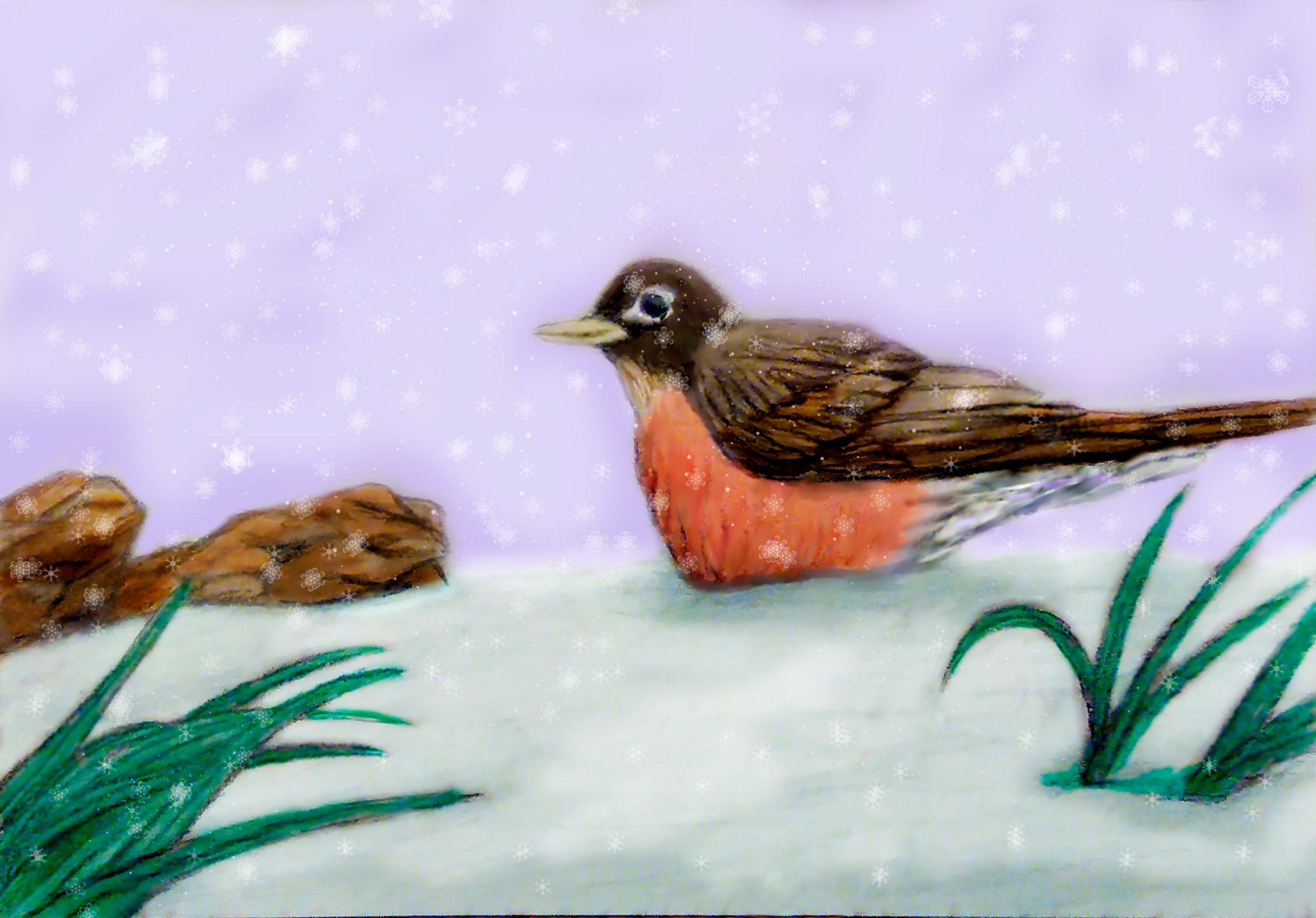 2187x1526 Video Quick Sketch Of An American Robin - American Robin Sketch