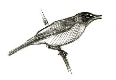 400x275 Vocal Copying By American Robin - American Robin Sketch