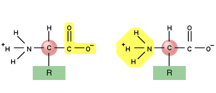 429x186 Chapter 3 - Amino Group Sketch