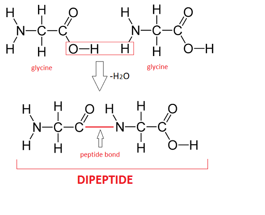 544x441 Dipeptide Definition, Formation Amp Structure - Amino Group Sketch