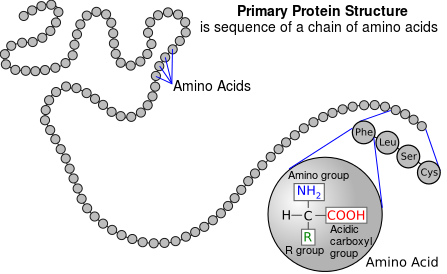 447x274 Enzyme Structure And Function - Amino Group Sketch