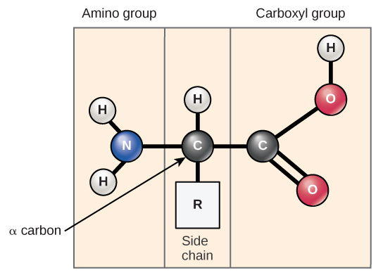 544x391 Proteins Boundless Chemistry - Amino Group Sketch