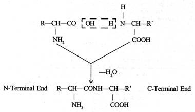 380x218 Proteins Structure And Classification (With Diagram) - Amino Group Sketch