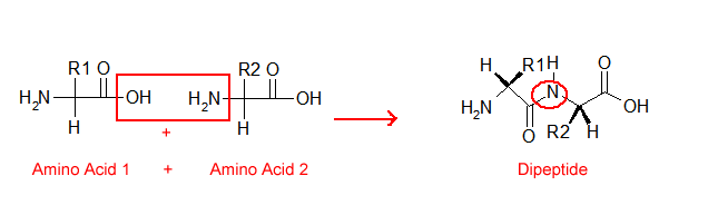 636x184 Biochem.co Biochem Amp Science Notes Helping Others (Hopefully - Amino Group Sketch