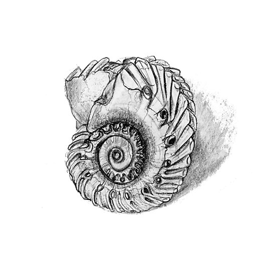 Ammonite Sketch at PaintingValley.com | Explore collection of Ammonite ...