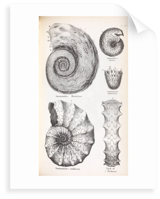 Ammonite Sketch at PaintingValley.com | Explore collection of Ammonite ...