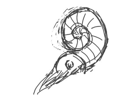 480x360 Illustrations Ammonite World Of Concepts - Ammonite Sketch
