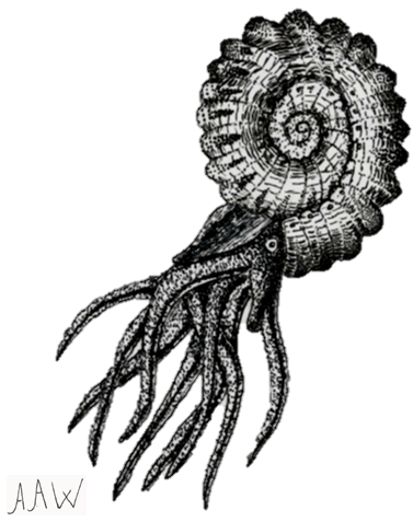 377x477 Image - Ammonite Sketch