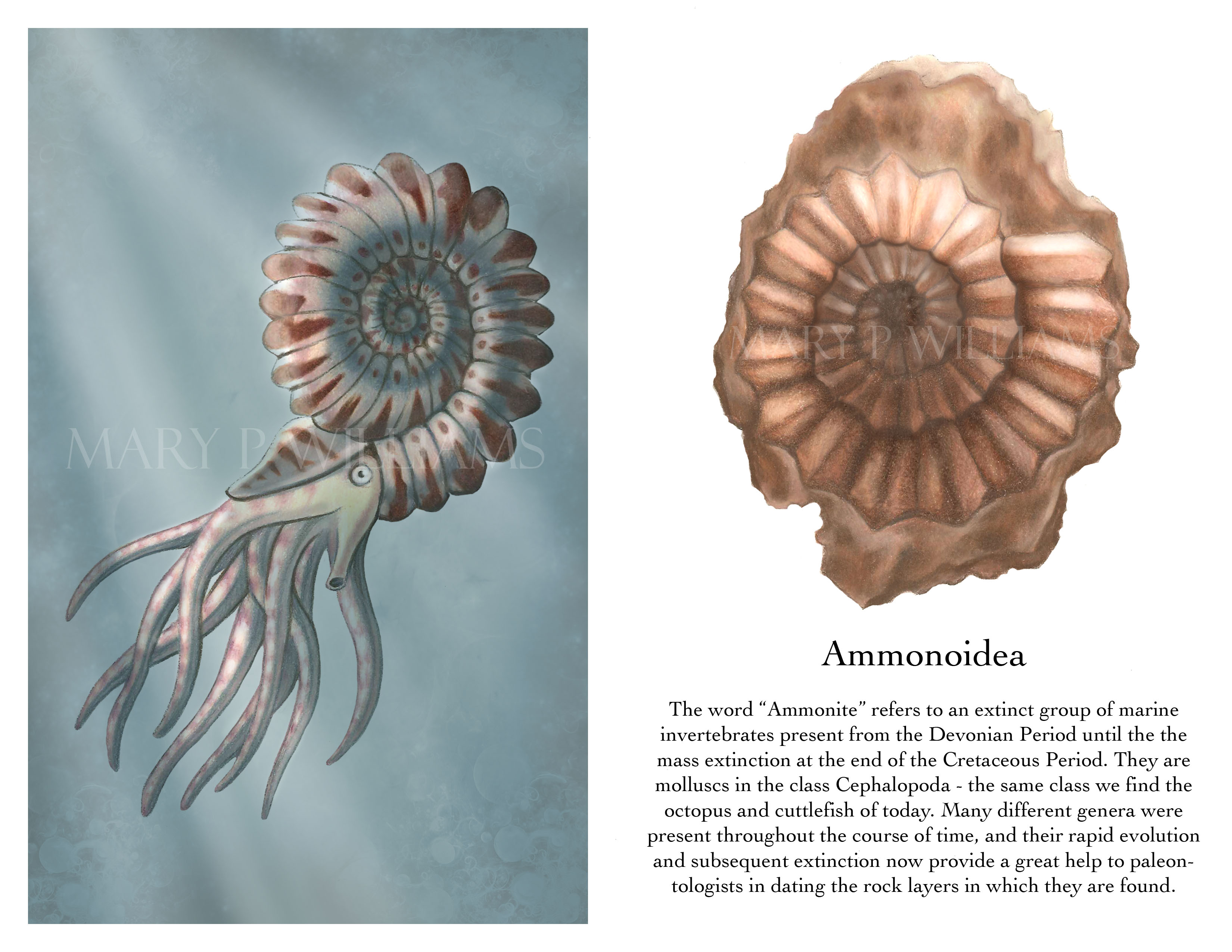 Ammonite Sketch at PaintingValley.com | Explore collection of Ammonite ...