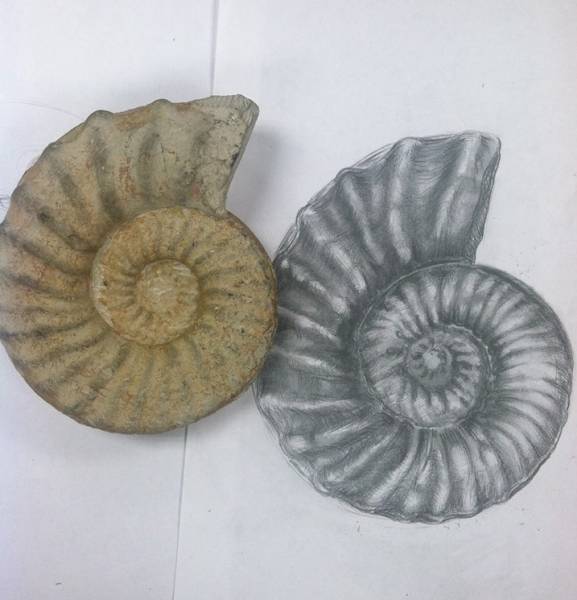 Ammonite Sketch at PaintingValley.com | Explore collection of Ammonite ...