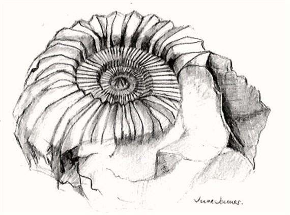 570x422 Pencil Drawing Of An Ammonite. By June James - Ammonite Sketch