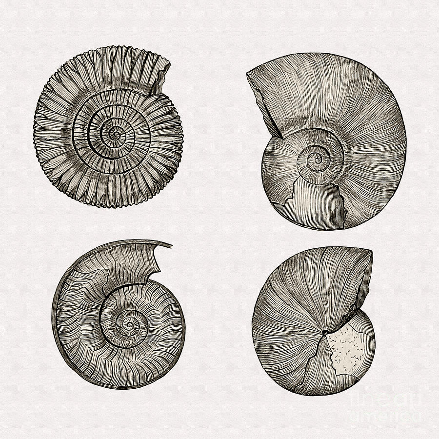 900x900 Restored 1893 Ammonite Illustration Photograph By Phil Cardamone - Ammonite Sketch