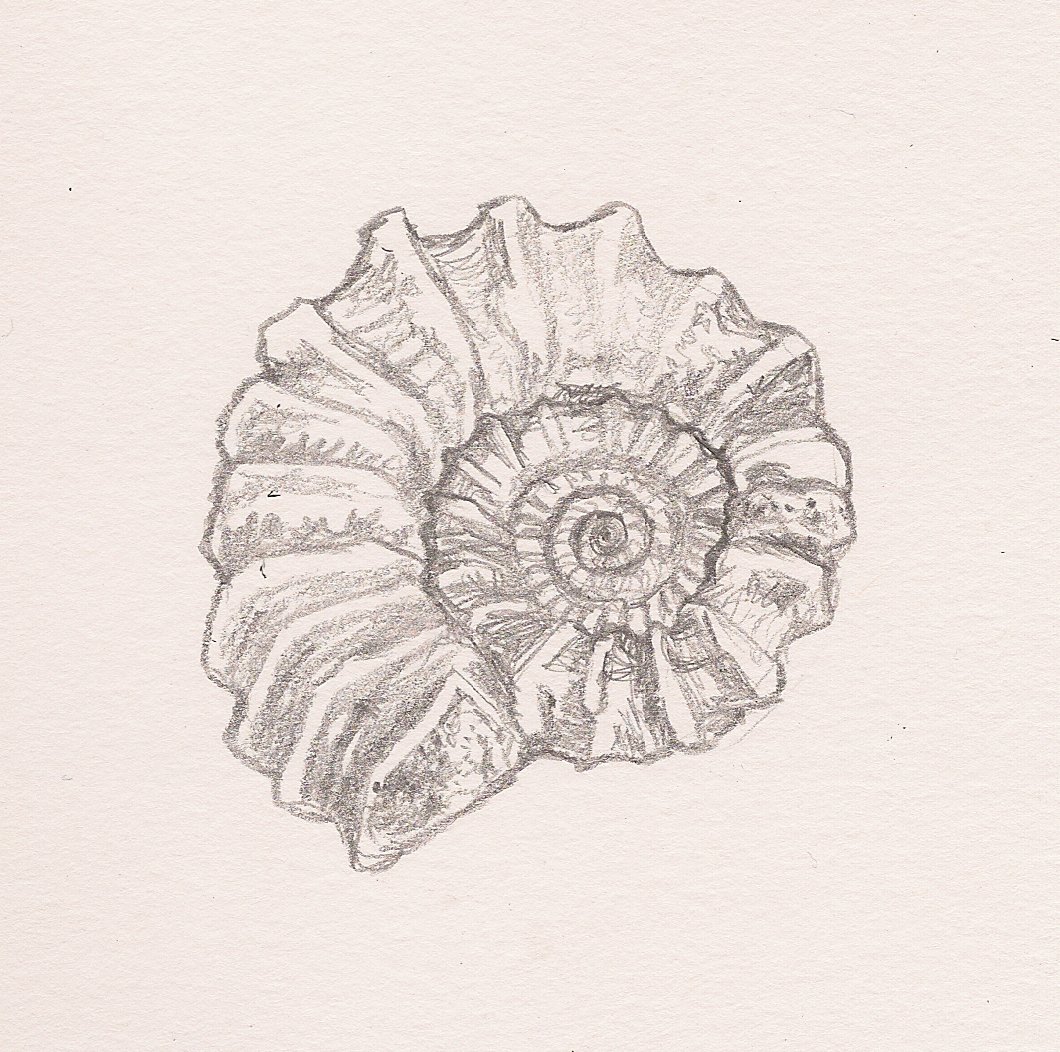 Ammonite Sketch at PaintingValley.com | Explore collection of Ammonite ...