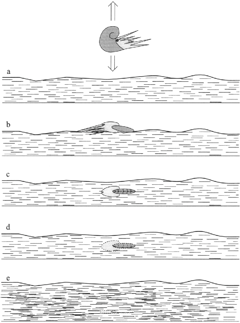 778x1046 Sketch Showing The Preservational History Of Ammonite Shells In - Ammonite Sketch