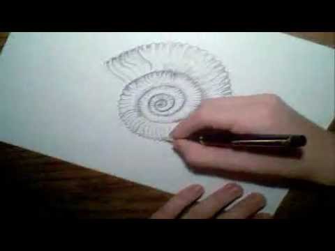 480x360 Time Lapse (Ammonite Drawing) - Ammonite Sketch