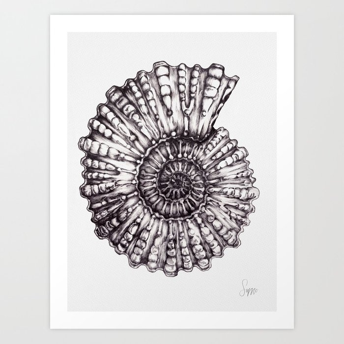 700x700 Ammonite I Art Print By Sumodesigns Society6 - Ammonite Sketch