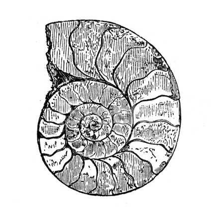 Ammonite Sketch at PaintingValley.com | Explore collection of Ammonite ...