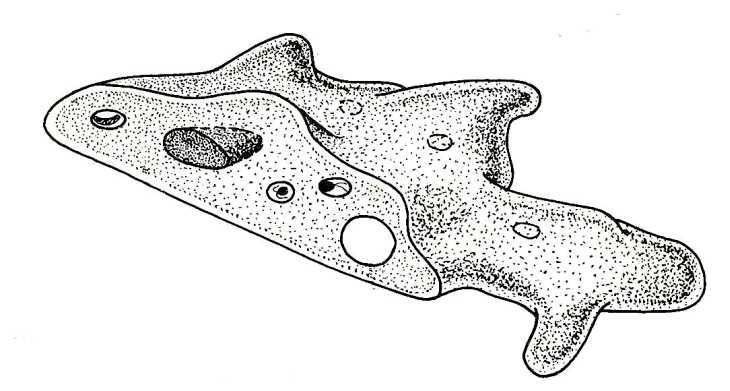 730x391 Biological Drawings. Structure Of An Amoeba. Biology Teaching - Amoeba Sketch