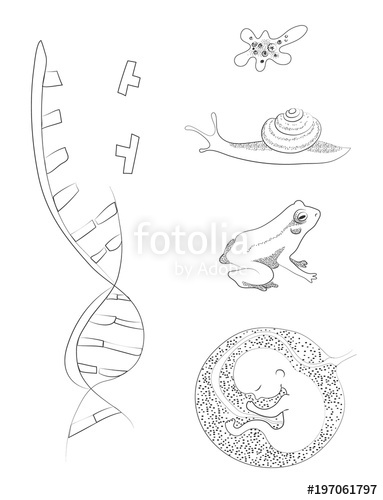 383x500 Biology. Dna, Amoeba, Snail, Frog, Human Embrio. Drawing Black And - Amoeba Sketch