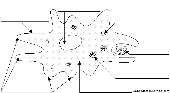 567x312 Label Amoeba - Amoeba Sketch