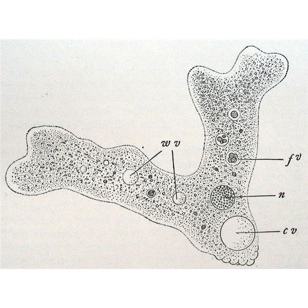 600x600 What Does An Amoeba Eat Plus Other Ameoba Info And Questions - Amoeba Sketch
