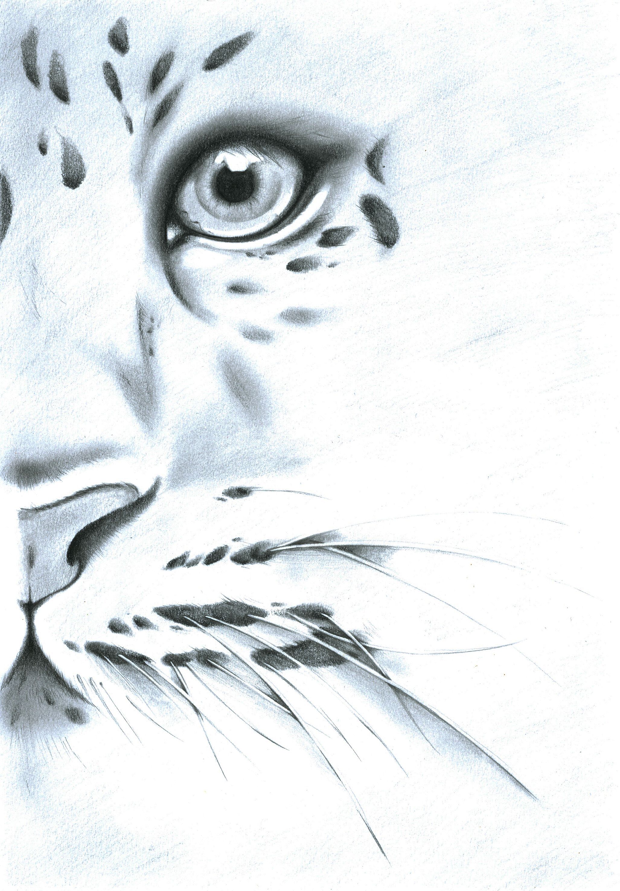 2054x2953 Amur Leopard Pencil Drawing I Made With The Magic Of A Pencil3 - Amur Leopard Sketch