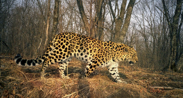 600x320 Amur Leopard Population Boomsampmdashto 57 - Amur Leopard Sketch