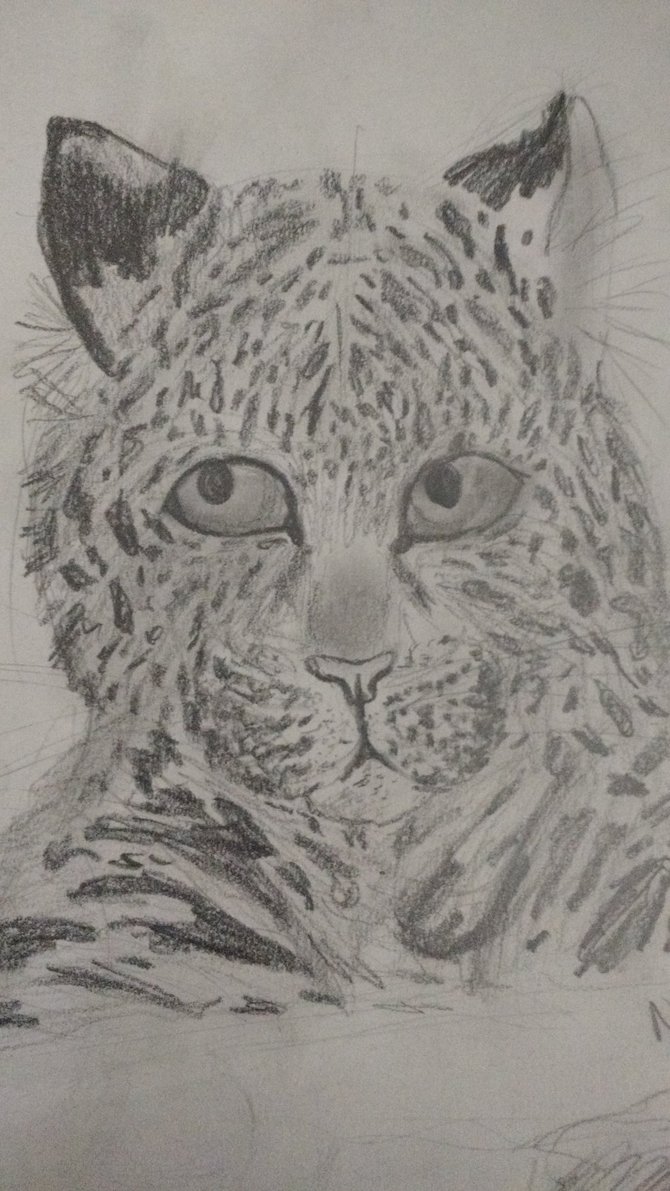 670x1191 Amur Leopard Sketch By Abstractdaydreams - Amur Leopard Sketch