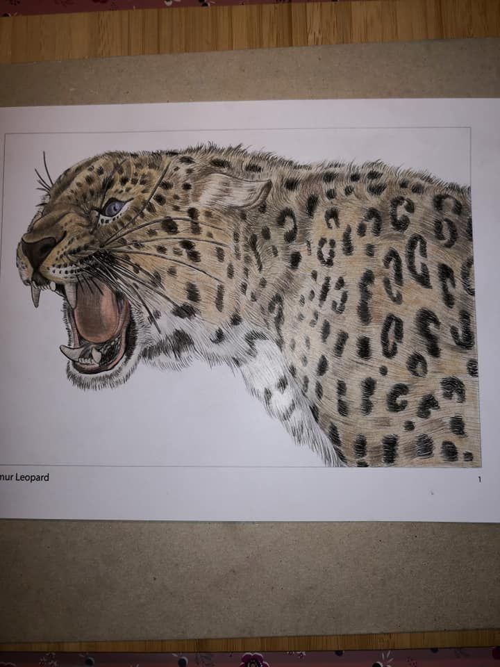 720x960 Amur Leopard By Susanne Grell - Amur Leopard Sketch